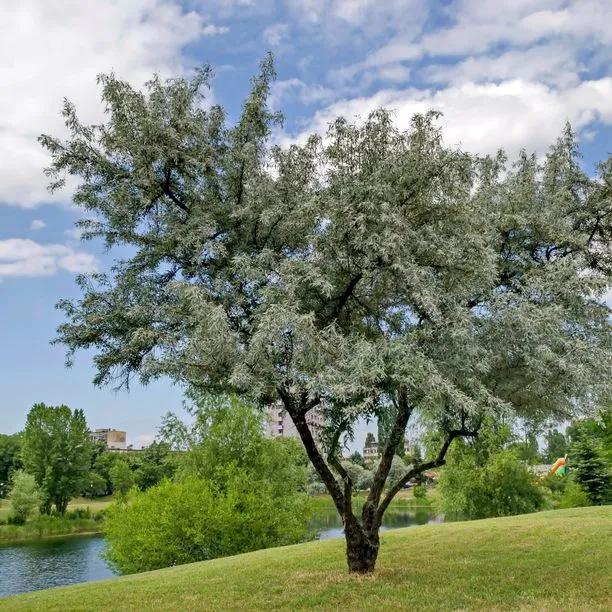 Mature White Willow tree