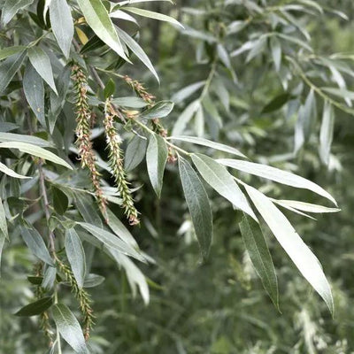 White Willow Tree Leaves