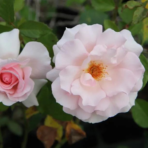 Whiter Shade of pale hybrid tea Rose Flowers