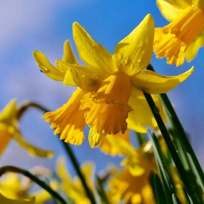 Lobularis Narcissus pseudonarcissus Daffodil Flowers