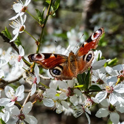 Wild  Plum tree  Flowers with butterfly