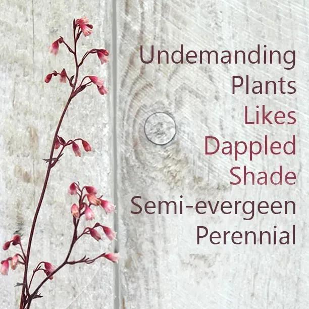 Wild Rose Heuchera Flower