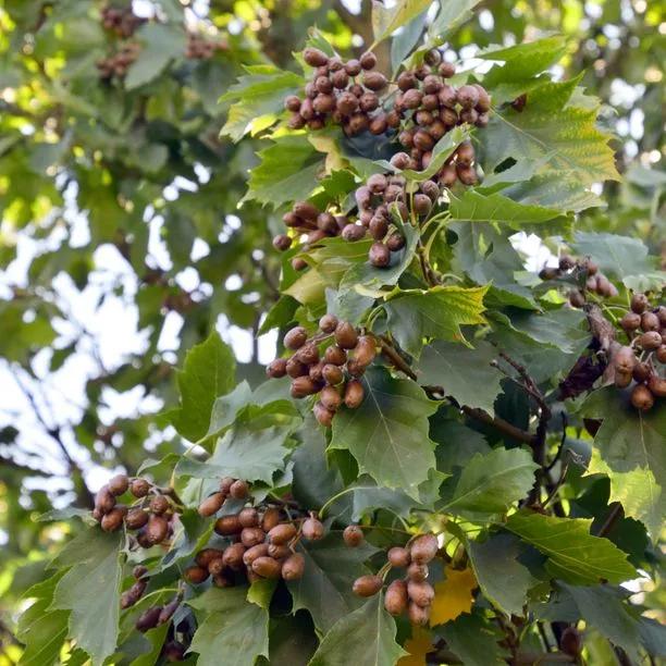 Wild Service Tree Fruit