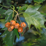Wild Service Tree Fruit