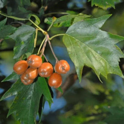 Wild Service Tree Fruit