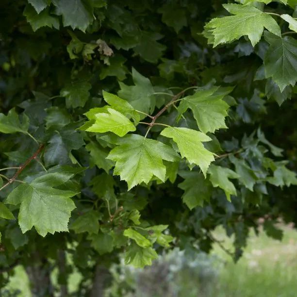 Wild Service Tree Leaves Summer