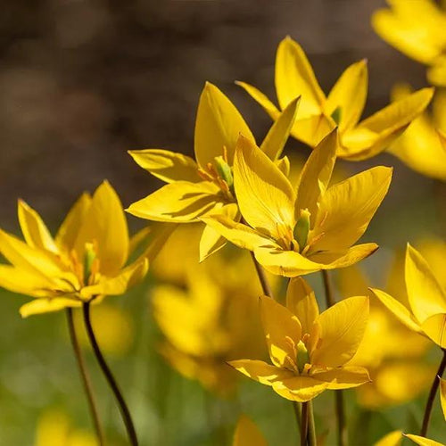 Wild Yellow Tulip Flowers