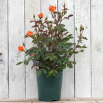 Wildfire Potted Shrub Rose in flower
