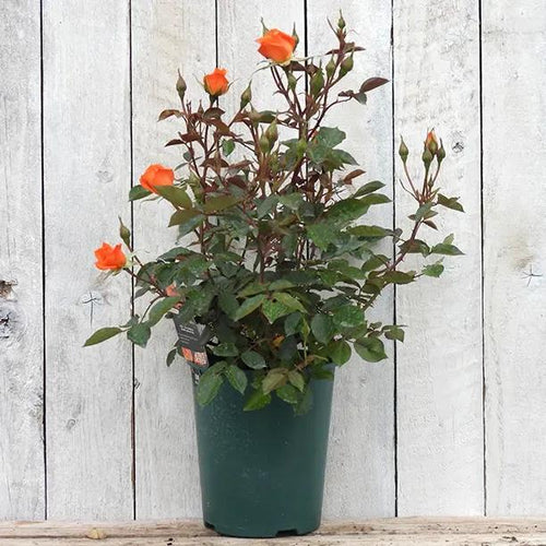 Wildfire Potted Shrub Rose in flower