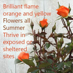 Wildfire Rose Flowers Brilliant orange and yellow