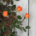Wildfire Rose Flowers