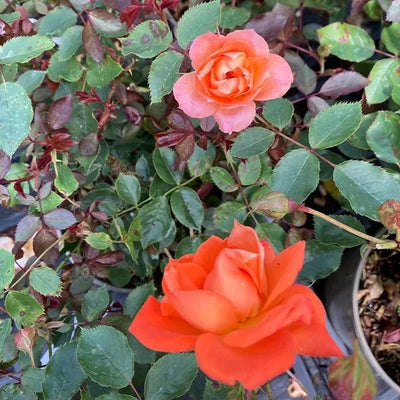 Wildfire Shrub Rose Flowers