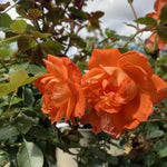 Wildfire Shrub Rose Flowers