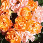 Wildfire Shrub Rose Flowers