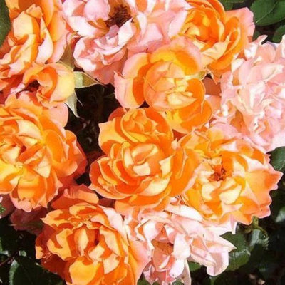 Wildfire Shrub Rose Flowers