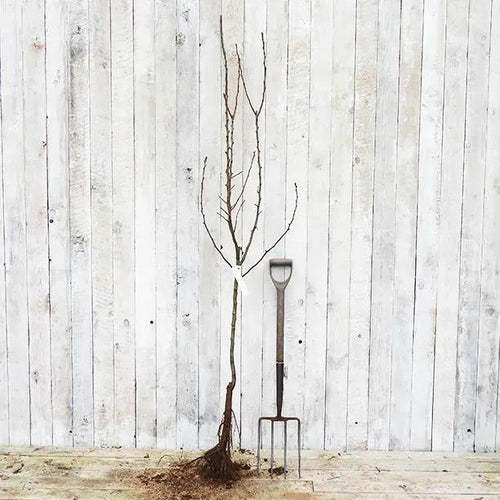 Bareroot Williams Bon Chretien Pear Half Standard Tree