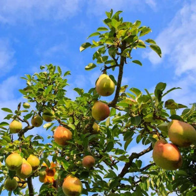Williams Bon Chretien' Pears on the tree