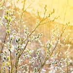 Grey Willow Catkins in Spring