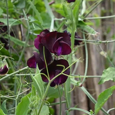 Windsor Sweet Pea Flowers