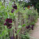 Windsor Sweet Pea Flowers