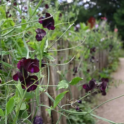 Windsor Sweet Pea Flowers