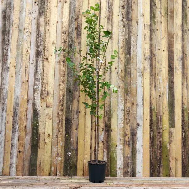 Wingham Elm Tree  12 Litre Pot