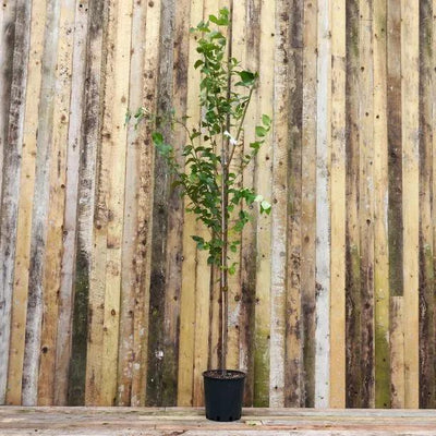Wingham Elm Tree  12 Litre Pot