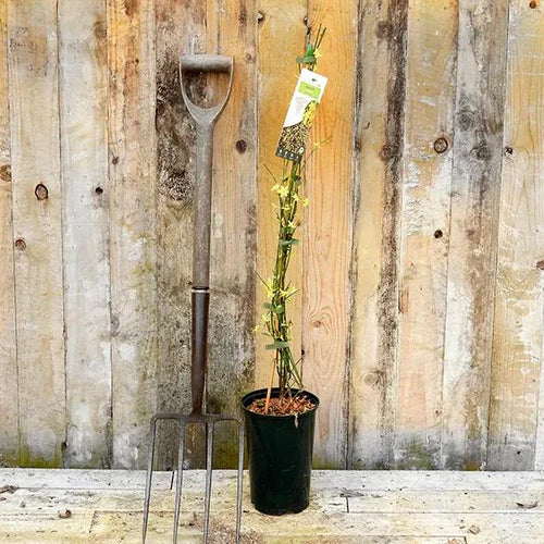 Winter Flowering Jasmine Plants