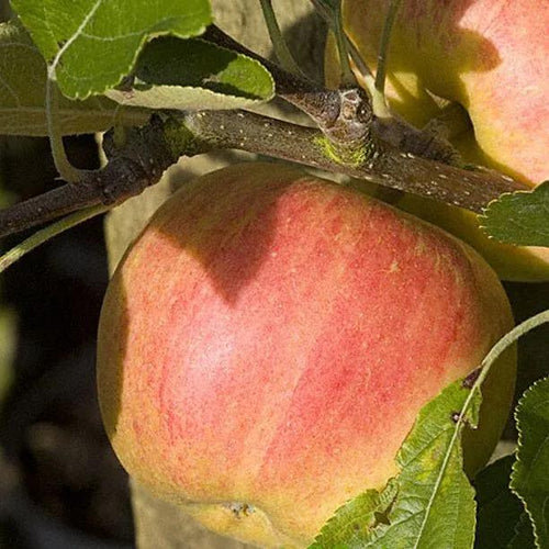 Winter Gem Apples on the tree
