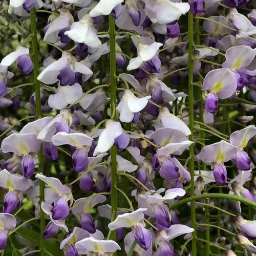 multijuga Wisteria Flower close up