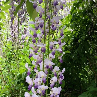 Japanese Many Flowered Wisteria