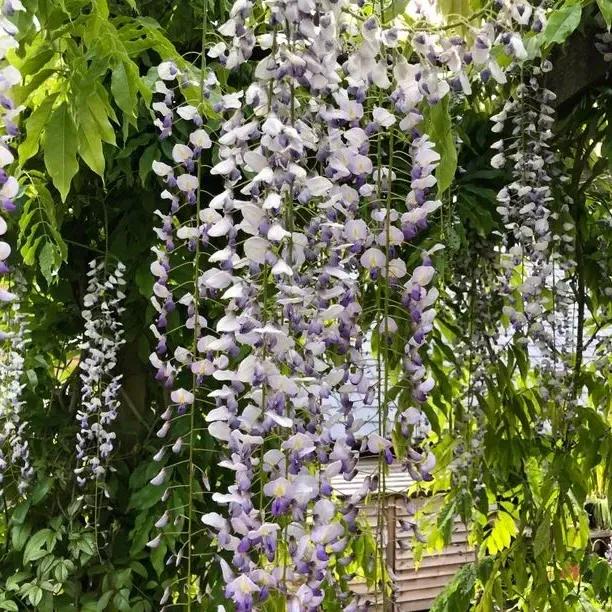 Mature Japanese Many Flowered Wisteria in flower
