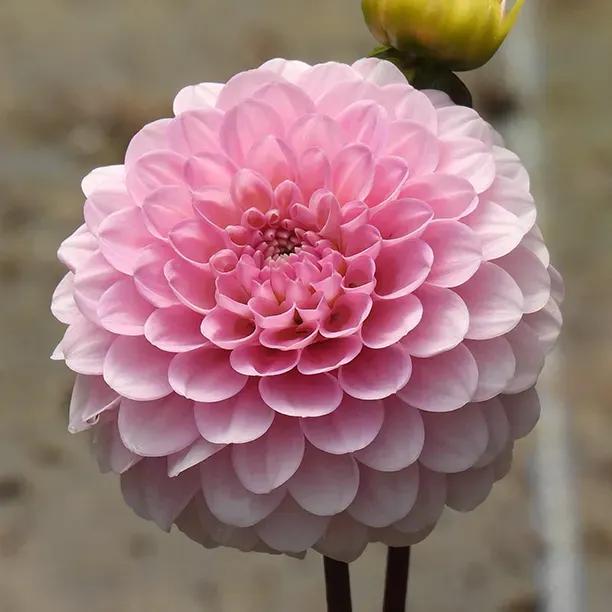 Wizard of Oz Dahlia Flowerhead