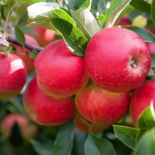 Worcester Pearmain Apples on the tree
