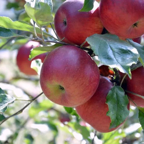 Yarlington Mill Apples on the tree