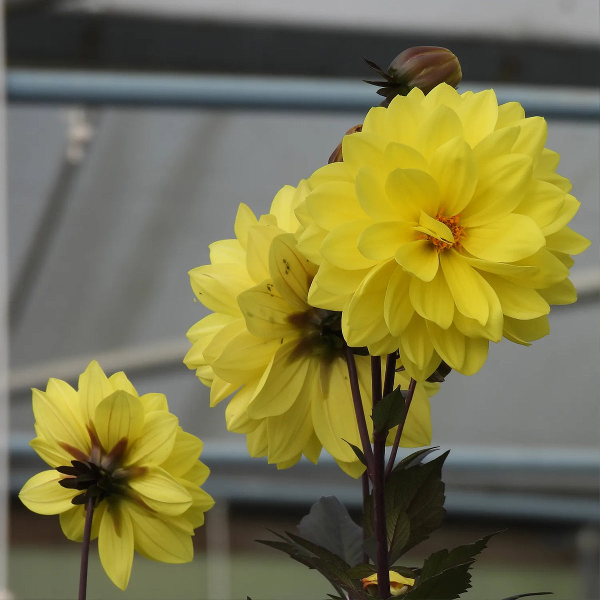 Close up of yellow dahlias in poly tunnel