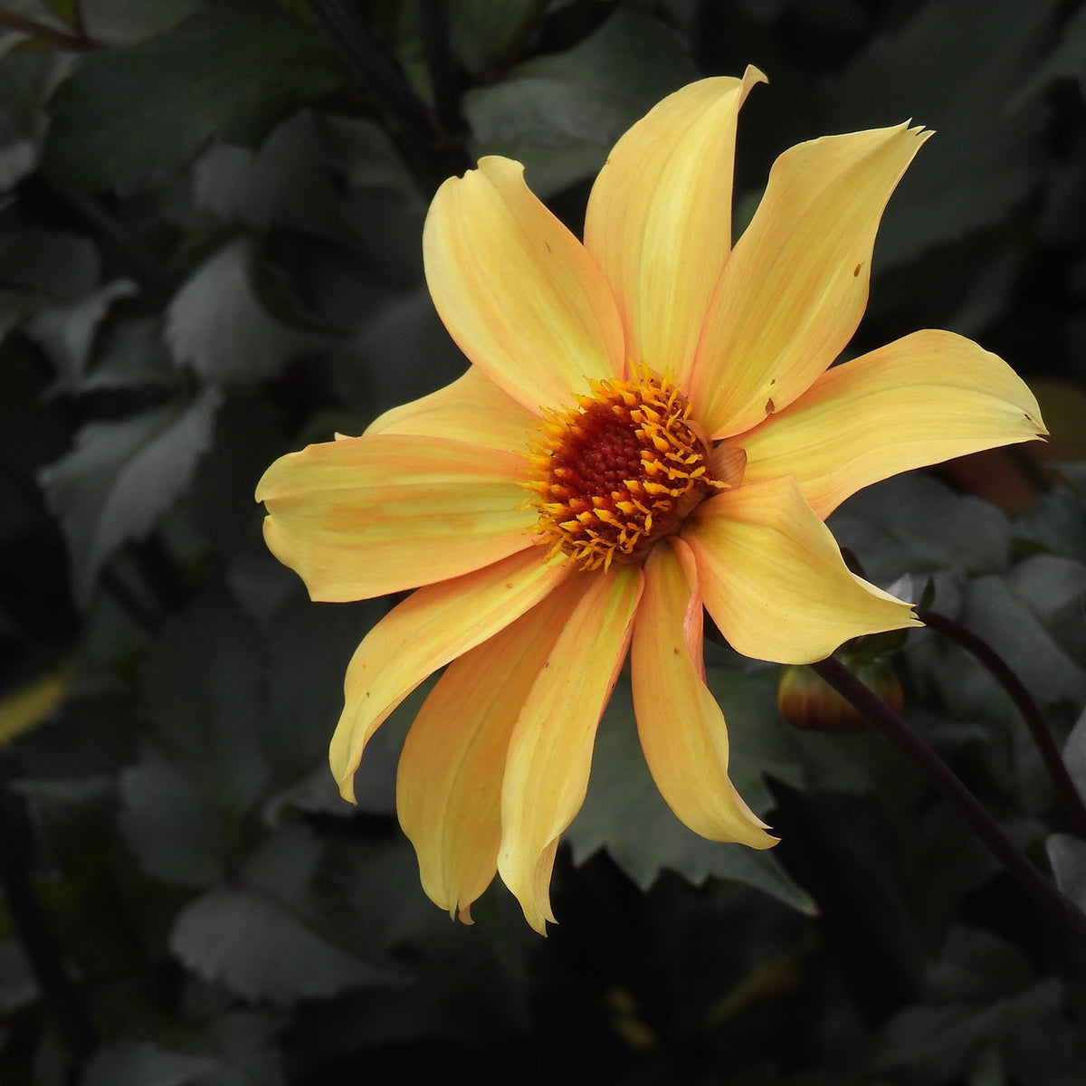 Close up of Bishop of York Dahlia