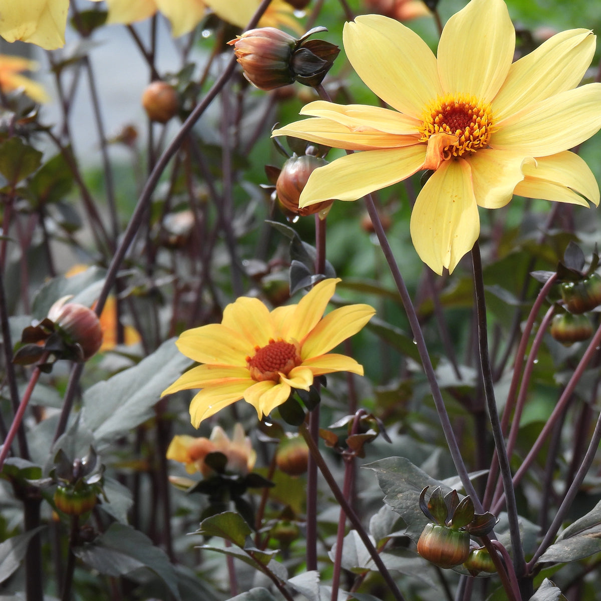 Yellow dahlia flowers with dark reddish-purple stems and buds among green leaves in a garden setting.