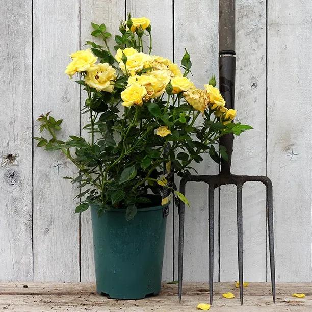 Potted Yellow Patio Shrub Rose in flower