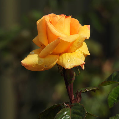 Yellow Rose - Glenfiddich