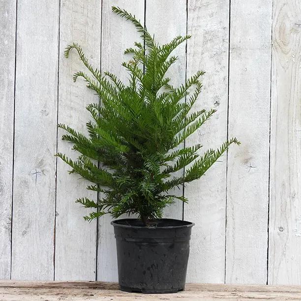 Yew Hedge Plant in 3 Litre Pot