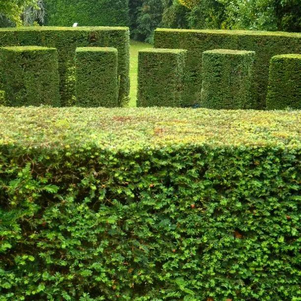 Yew Hedging Clipped neatly in a formal garden design