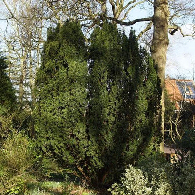 Yew Tree