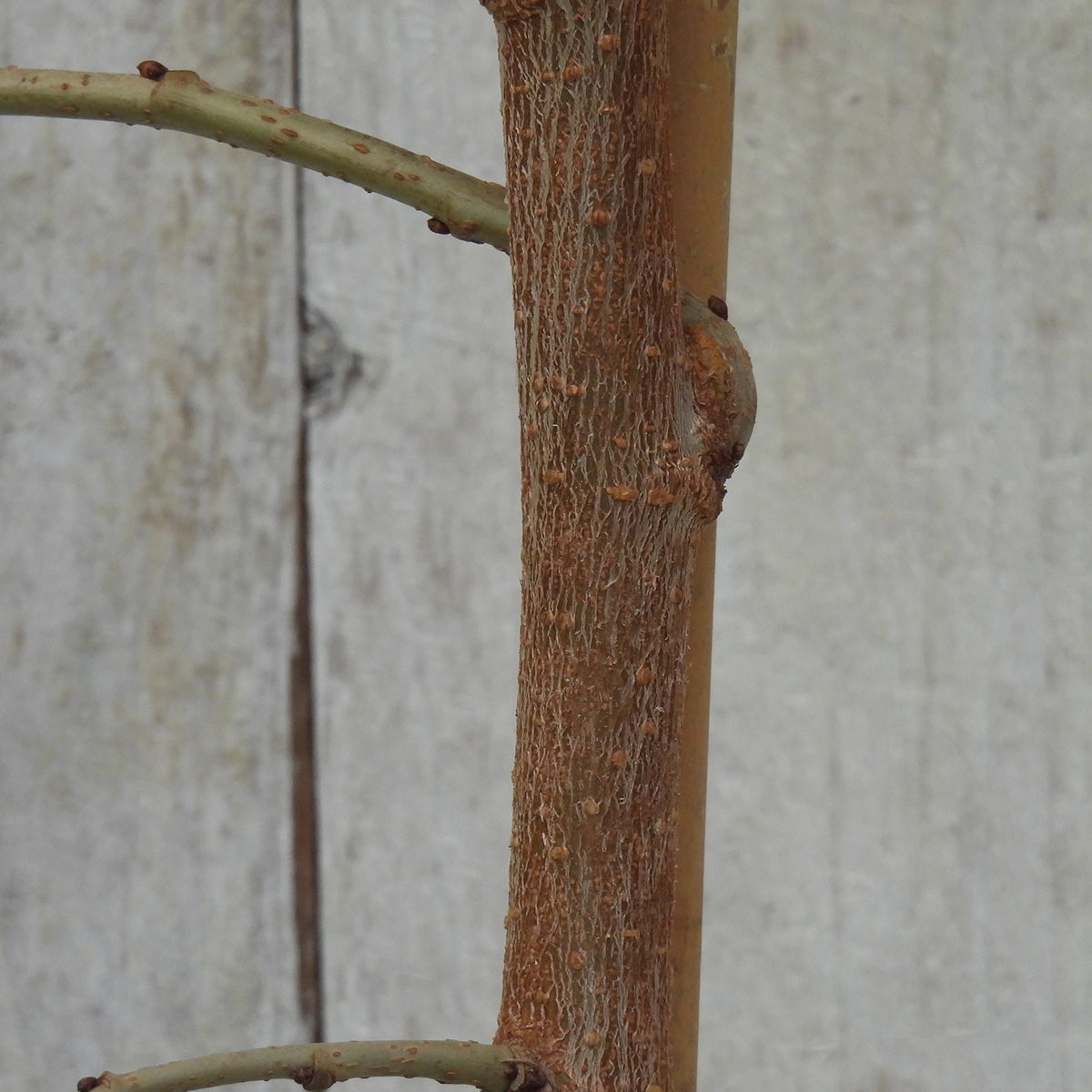 Close-up of a mulberry tree trunk with textured brown bark and a smooth tan vertical section, set against a light gray weathered wall.