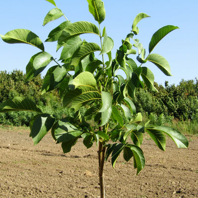 Buccaneer Walnut Trees