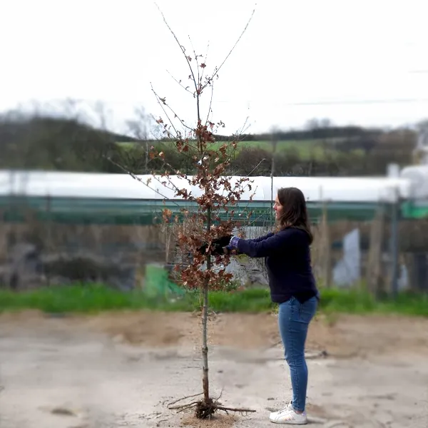 Bareroot oak tree ready to be planted