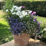 Cosmos Flowers in a pot