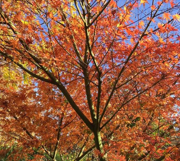 Acer Tree