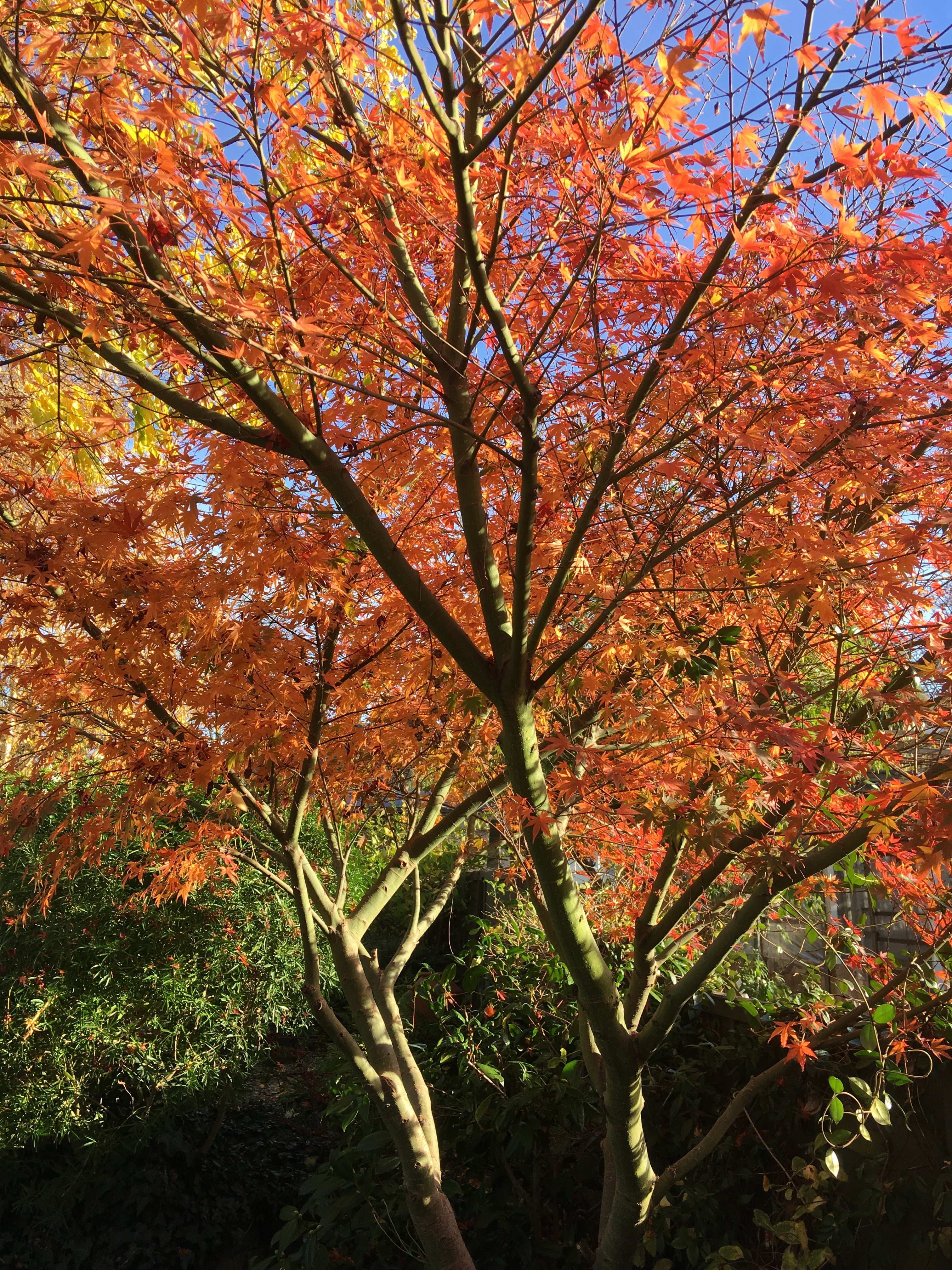 Acers for sale