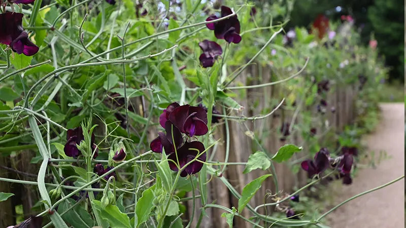 Sweet Peas Flowering along wooden fence